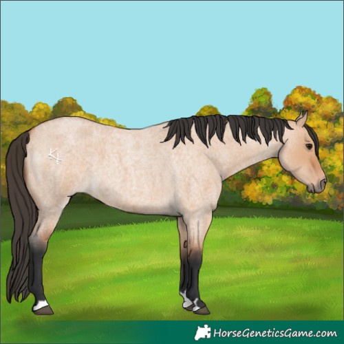 Horse Color:Bay Roan Dun