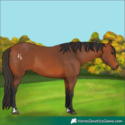 Horse Color:Bay 