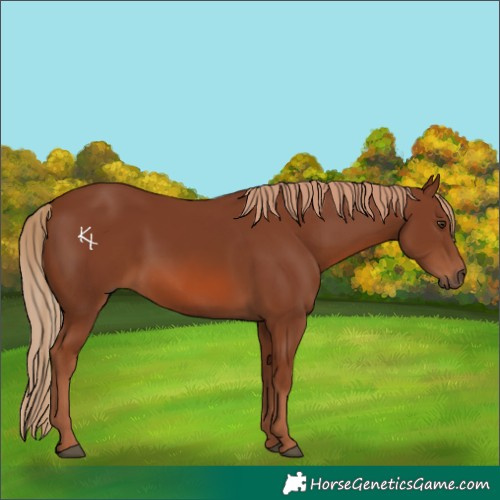 Horse Color:Chestnut 