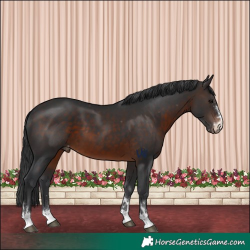 Horse Color:Brown Appaloosa 