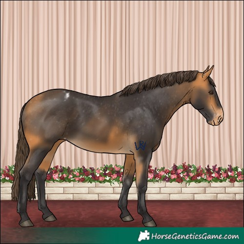 Horse Color:Buckskin Appaloosa 
