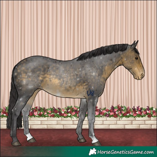 Horse Color:Buckskin Appaloosa