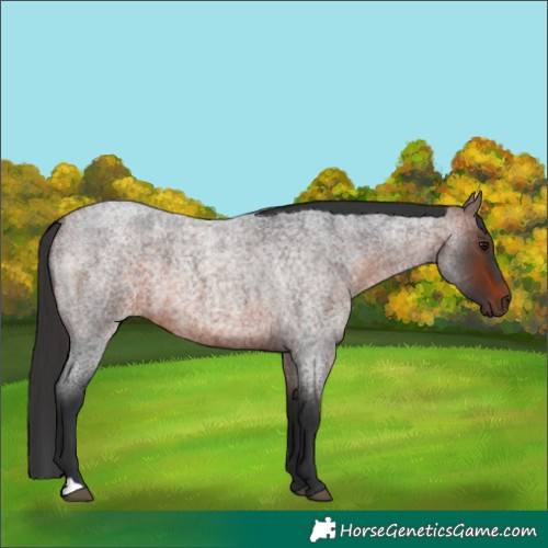 Horse Color:Brown Roan 