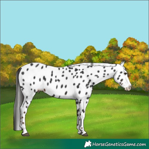Horse Color:Liver Chestnut Frame Appaloosa