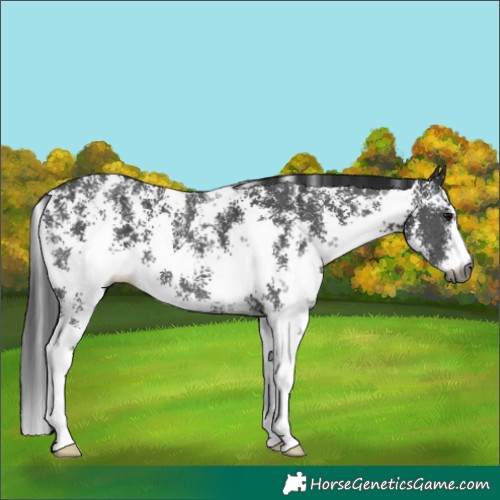 Horse Color:Gray Brown Sabino