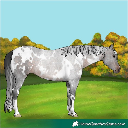 Horse Color:White Spotted Brown