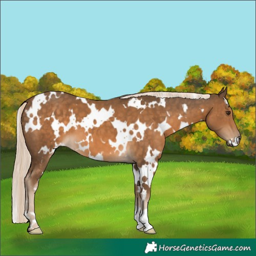 Horse Color:White Spotted Chocolate Palomino 