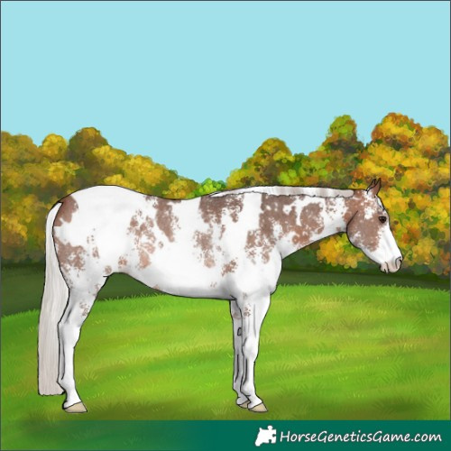 Horse Color:White Spotted Silver Brown Sabino Rabicano