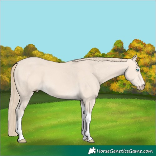 Horse Color:Perlino Tobiano