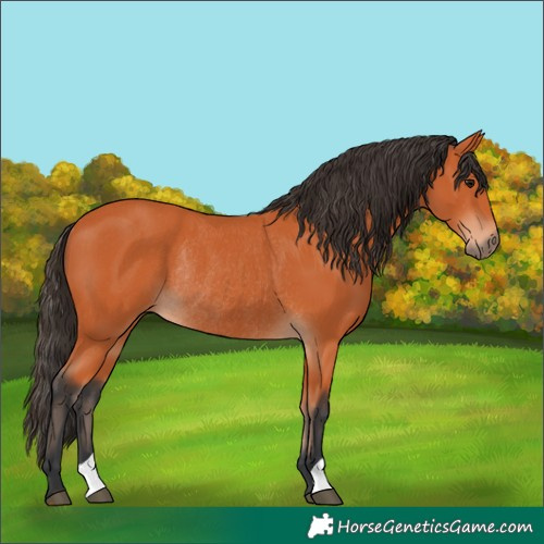 Horse Color:Bay Rabicano