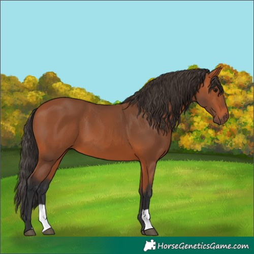 Horse Color:Bay 