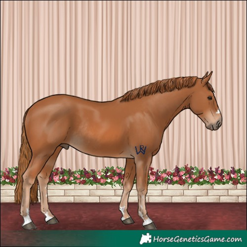 Horse Color:Chestnut Rabicano
