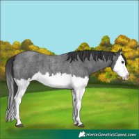 Horse Color:Blue Roan Splash 