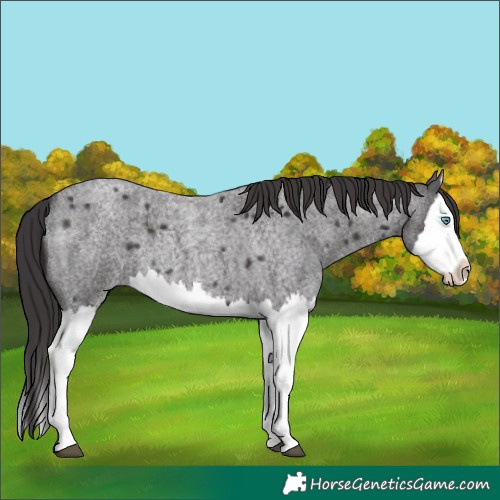 Horse Color:Smoky Blue Roan Splash