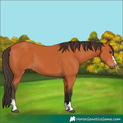 Horse Color:Bay 