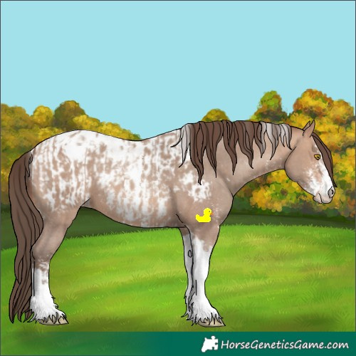 Horse Color:Unknown 