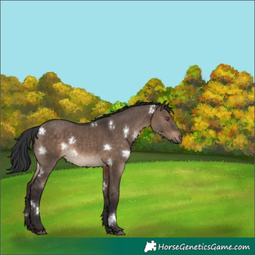 Horse Color:Brown Dun Rabicano 