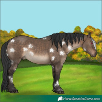 Horse Color:Brown Dun Rabicano