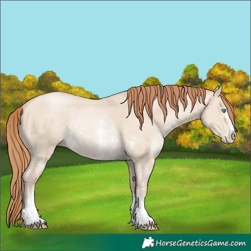 Horse Color:Buckskin Pearl Dun Sabino Rabicano 