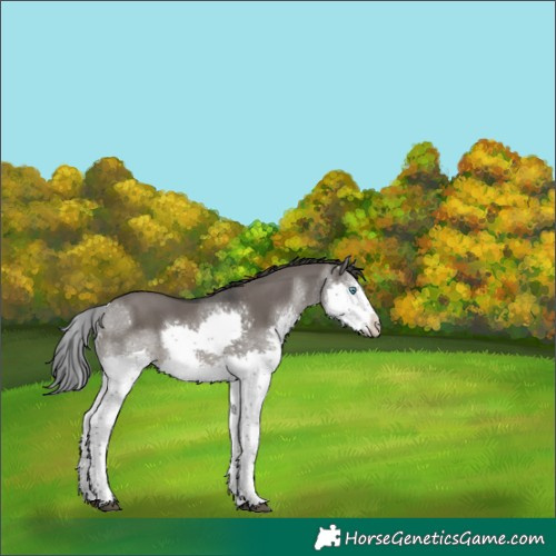 Horse Color:Grullo Sabino Splash