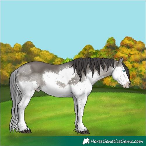 Horse Color:Grullo Sabino Splash 