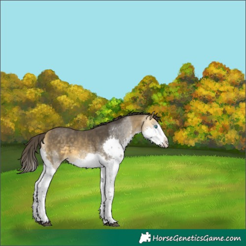 Horse Color:Buckskin Splash