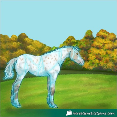 Horse Color:Gray Thunderstruck White Spotted Silver Classic Champagne Dun Appaloosa