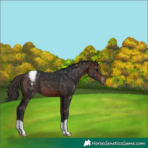 Horse Color:Brown Appaloosa