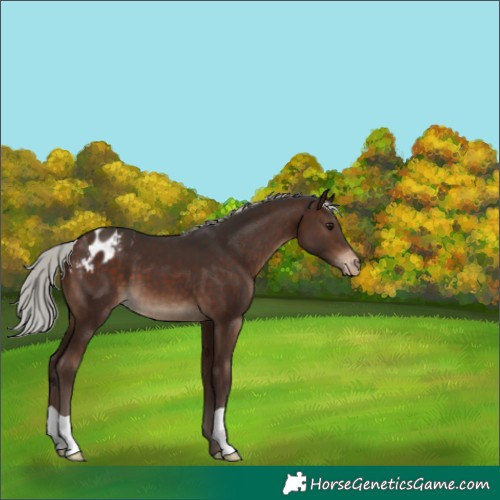 Horse Color:Silver Brown Appaloosa 