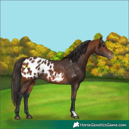 Horse Color:Bay Blanket