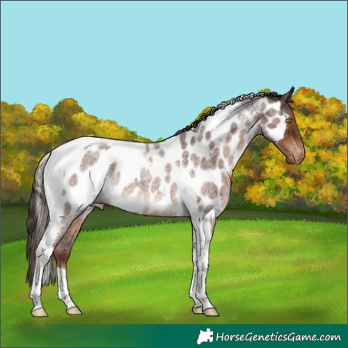 Horse Color:Liver Red Roan Tobiano Near Leopard Rabicano