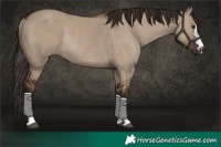 Horse Color:Liver Red Dun Rabicano 
