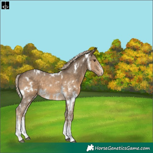Horse Color:White Spotted Chocolate Palomino Sabino 