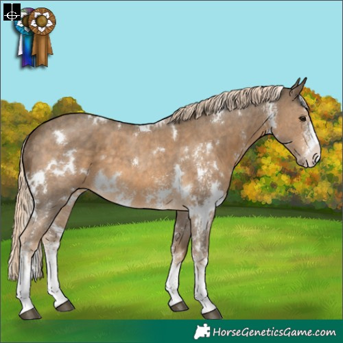 Horse Color:White Spotted Chocolate Palomino Sabino 