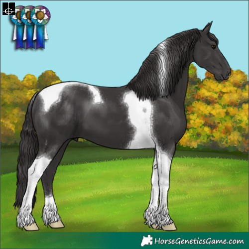 Horse Color:Smoky Black Tobiano