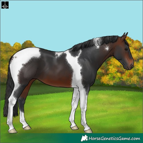 Horse Color:Brown Tobiano