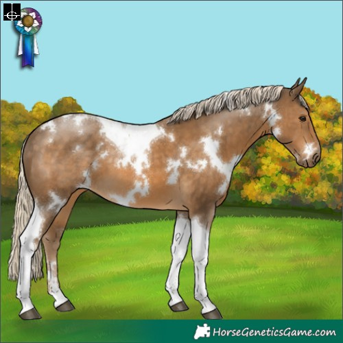 Horse Color:White Spotted Chocolate Palomino Tobiano 