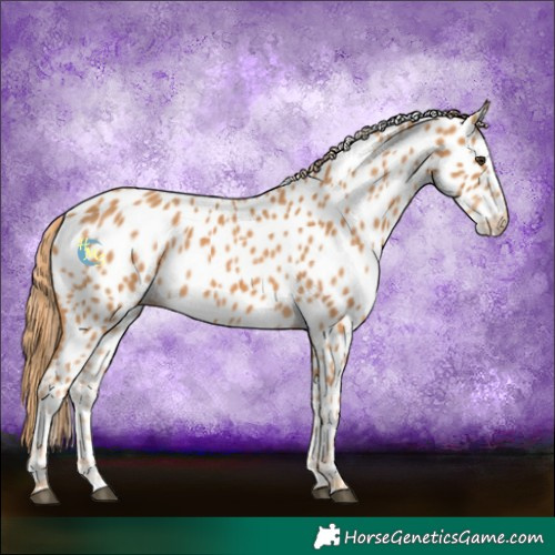 Horse Color:Chestnut Near Leopard