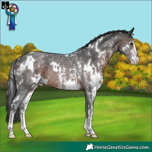 Horse Color:White Spotted Brown Sabino Rabicano