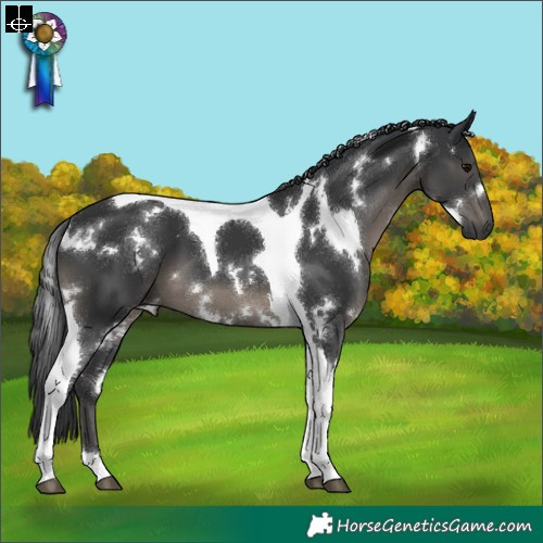 Horse Color:White Spotted Black Tobiano 