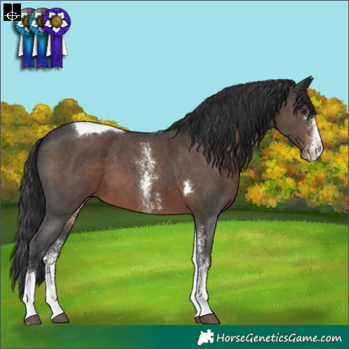 Horse Color:Liver Chestnut Sabino Tobiano