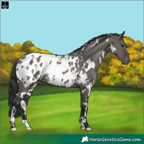 Horse Color:White Spotted Grullo Appaloosa Rabicano