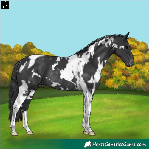 Horse Color:White Spotted Black Tobiano Appaloosa Rabicano 