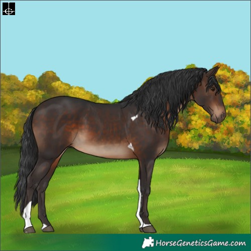 Horse Color:Brown Tobiano Rabicano 