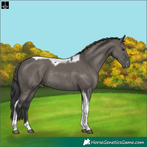 Horse Color:Grullo Tobiano Appaloosa Rabicano 
