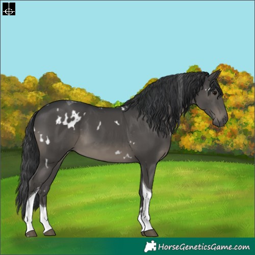 Horse Color:White Spotted Black Tobiano Rabicano