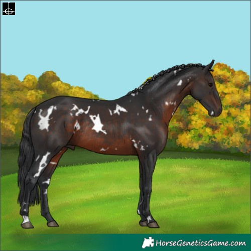 Horse Color:White Spotted Brown Rabicano