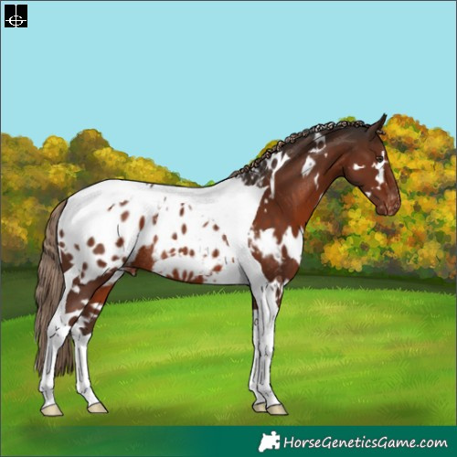 Horse Color:White Spotted Liver Chestnut Tobiano Appaloosa Rabicano