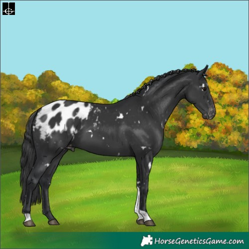 Horse Color:White Spotted Black Tobiano Appaloosa Rabicano 