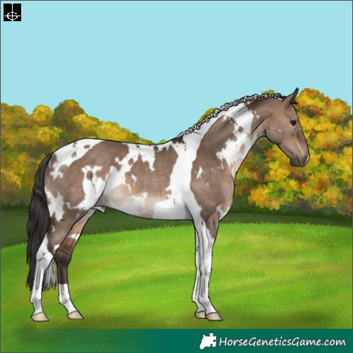Horse Color:White Spotted Brown Dun Tobiano Rabicano